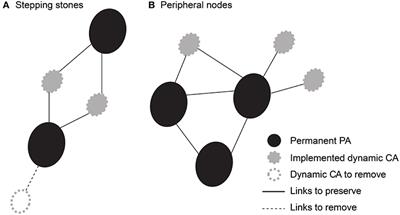 Coupled Networks of Permanent Protected Areas and Dynamic Conservation Areas for Biodiversity Conservation Under Climate Change